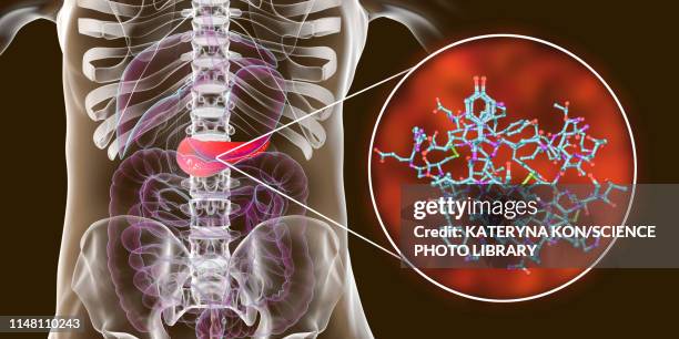 human pancreas and insulin molecule, illustration - pancreas 3d stock illustrations