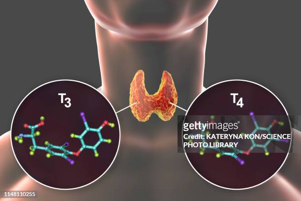thyroid gland and thyroid hormone molecules, illustration - metabolism stock pictures, royalty-free photos & images