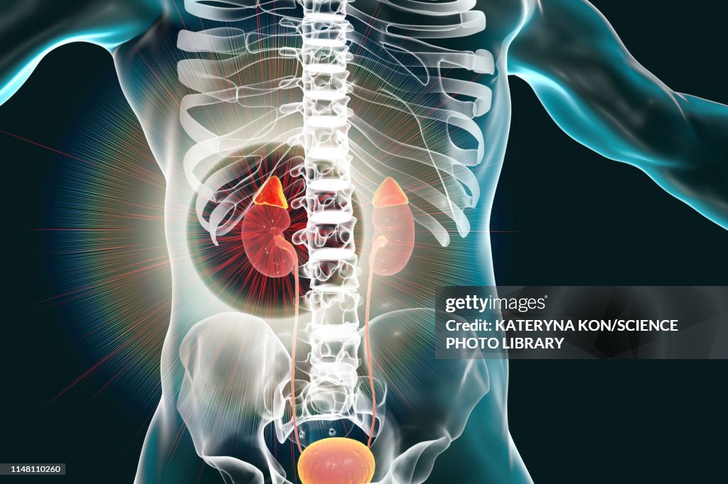 Human kidneys and adrenal glands, illustration