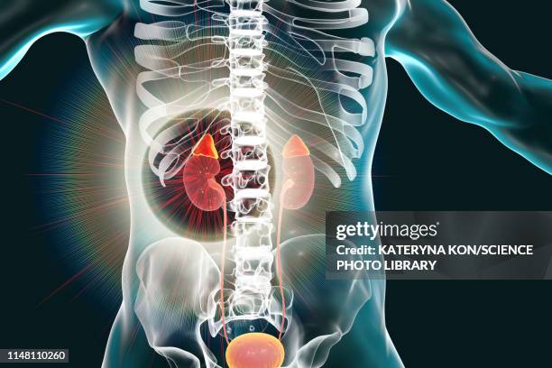 human kidneys and adrenal glands, illustration - human gland stock illustrations