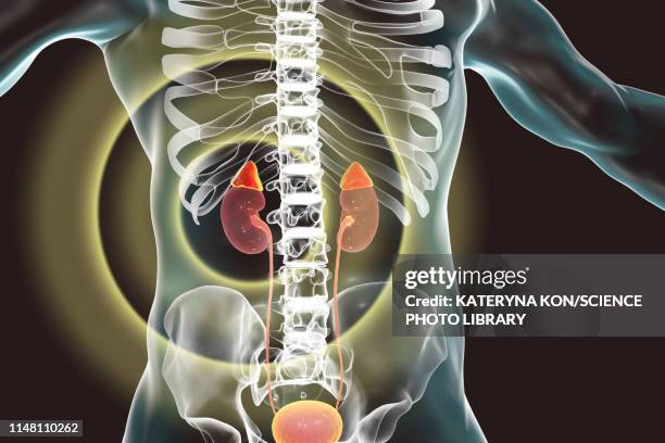 human kidneys and adrenal glands, illustration - human kidney stock-grafiken, -clipart, -cartoons und -symbole