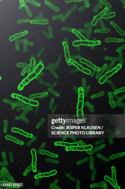 streptococcus pneumoniae bacteria, illustration - streptococcus stock-fotos und bilder