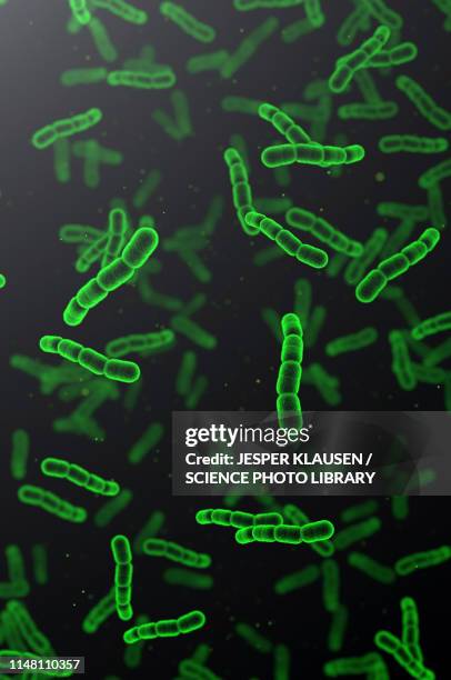 streptococcus pneumoniae bacteria, illustration - streptococcus fotografías e imágenes de stock