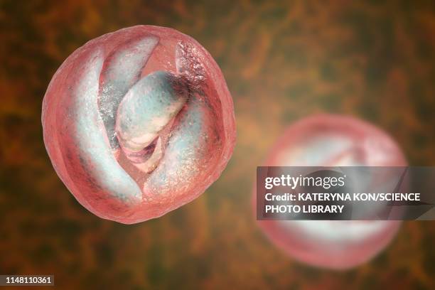 cryptosporidium protozoan intestinal parasite, illustration - cryptosporidium stock illustrations