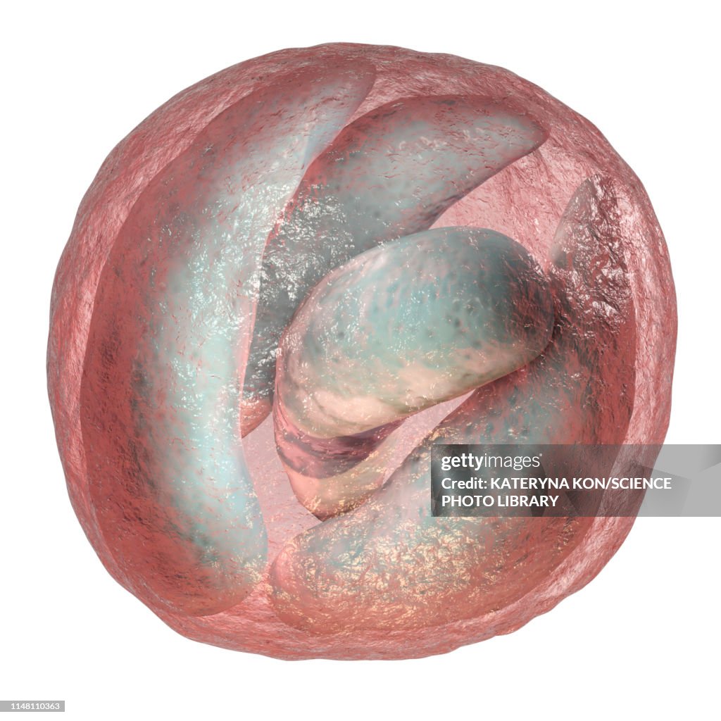 Cryptosporidium protozoan intestinal parasite, illustration