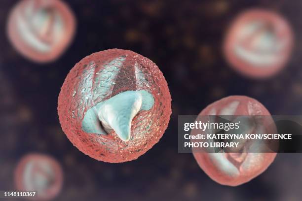 stockillustraties, clipart, cartoons en iconen met cryptosporidium parvum oocyst, illustration - cryptosporidium parvum