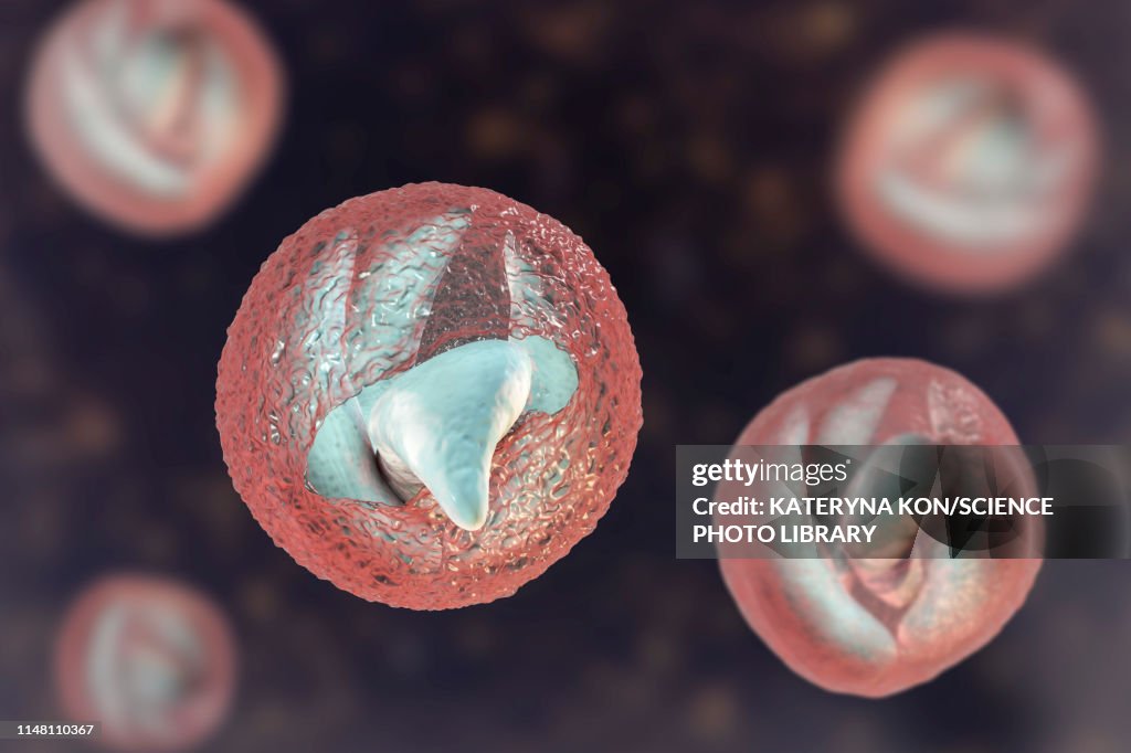 Cryptosporidium parvum oocyst, illustration