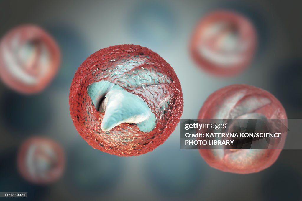 Cryptosporidium parvum oocyst, illustration