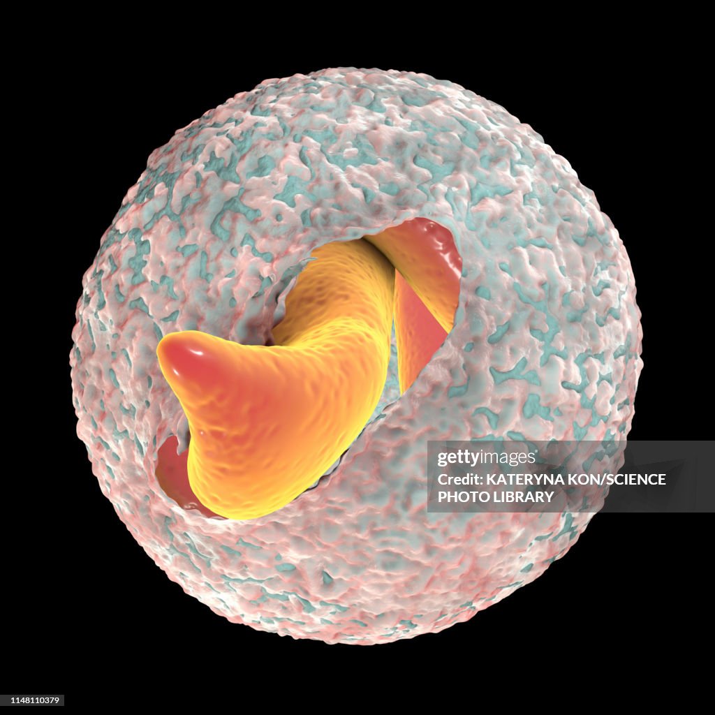 Cryptosporidium parvum oocyst, illustration
