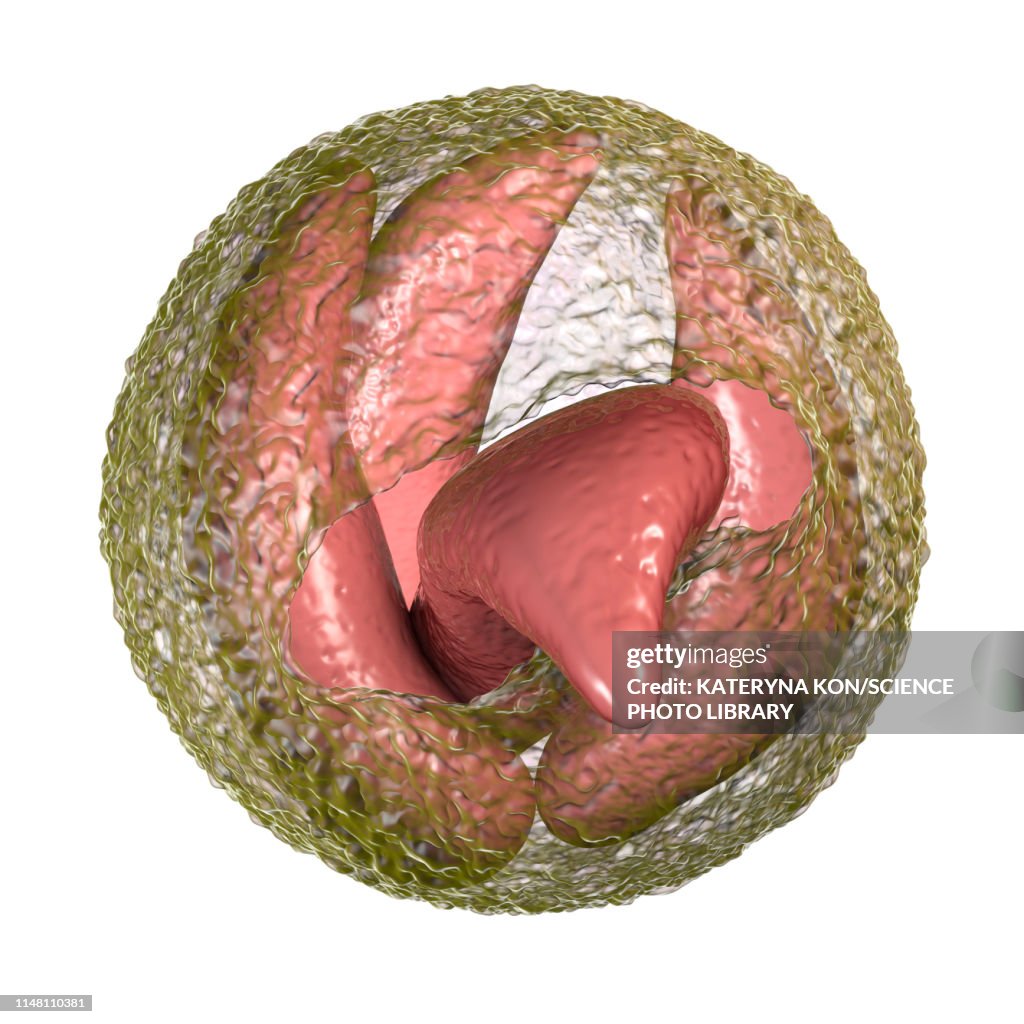 Cryptosporidium parvum oocyst, illustration