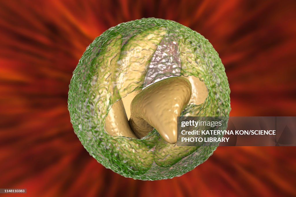 Cryptosporidium parvum oocyst, illustration
