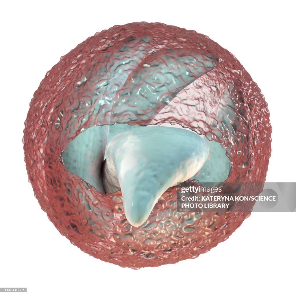 Cryptosporidium parvum oocyst, illustration