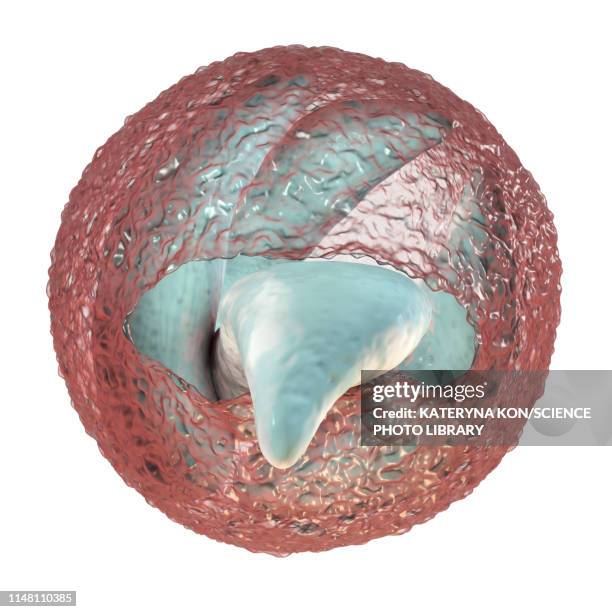 cryptosporidium parvum oocyst, illustration - parasitic stock illustrations