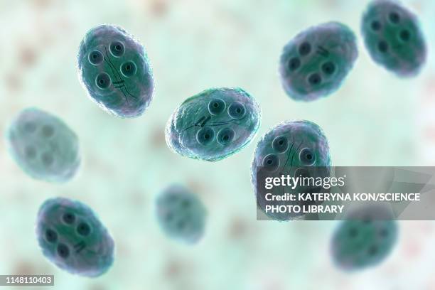 giardia intestinalis protozoan cyst, illustration - digestive system model stock illustrations