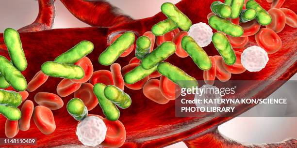 illustrations, cliparts, dessins animés et icônes de bacterial blood infection, illustration - legionella pneumophila