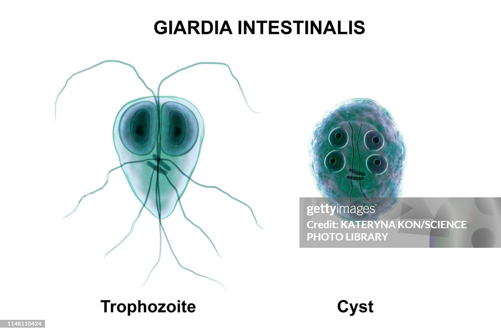 Giardia intestinalis protozoan, illustration