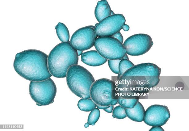 saccharomyces cerevisiae yeast, illustration - budding yeast stock illustrations