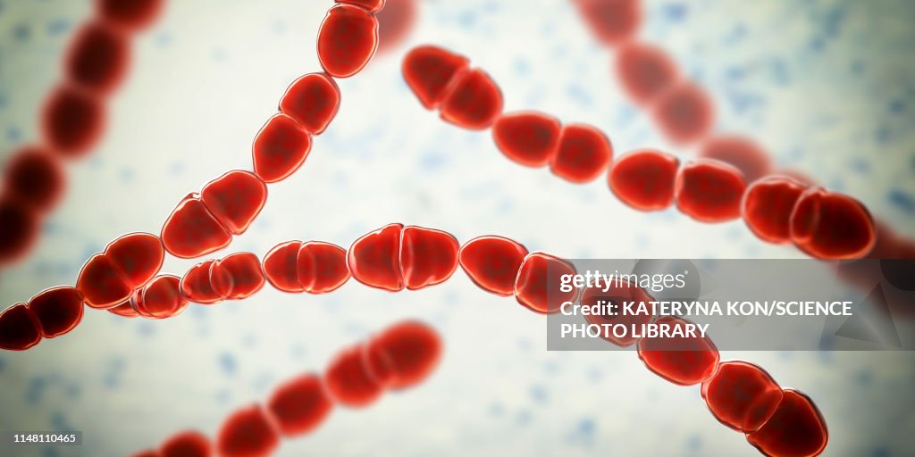 Streptococcus thermophilus bacteria, illustration