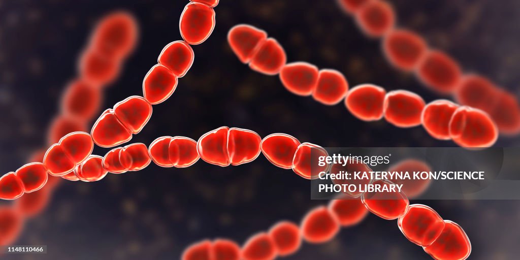 Streptococcus thermophilus bacteria, illustration