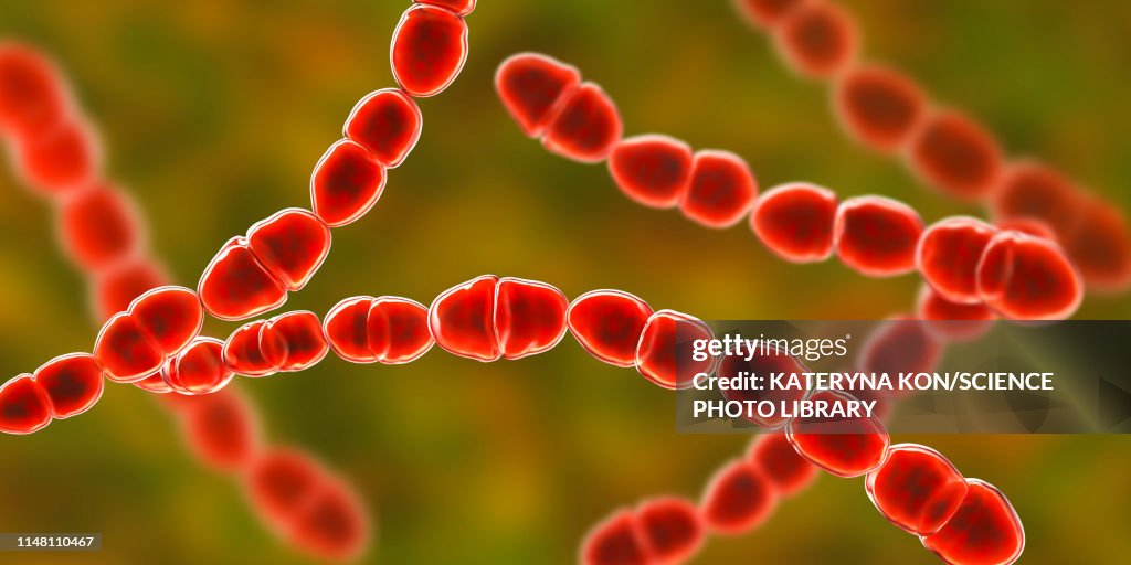 Streptococcus thermophilus bacteria, illustration