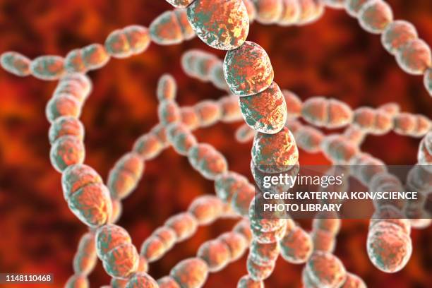 streptococcus thermophilus bacteria, illustration - streptococcus stock-grafiken, -clipart, -cartoons und -symbole