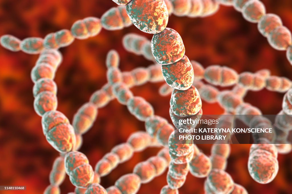 Streptococcus thermophilus bacteria, illustration