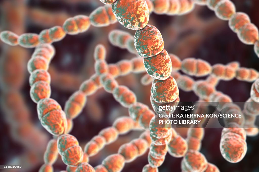 Streptococcus thermophilus bacteria, illustration