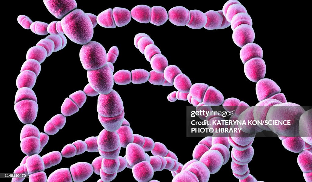 Streptococcus thermophilus bacteria, illustration