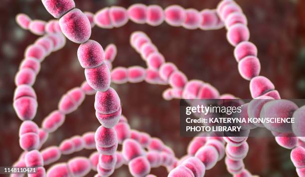 streptococcus thermophilus bacteria, illustration - stiga stock illustrations