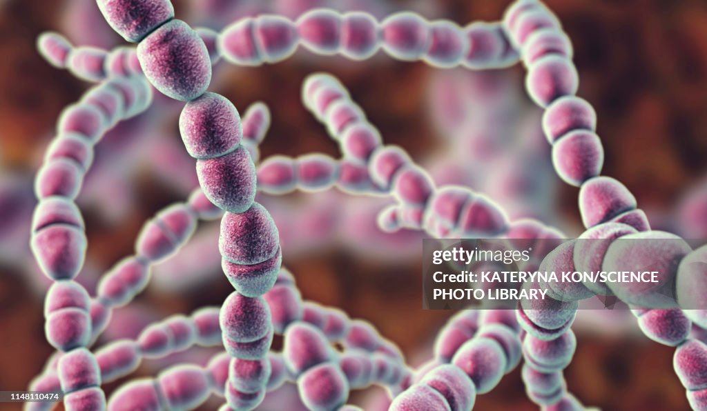 Streptococcus thermophilus bacteria, illustration