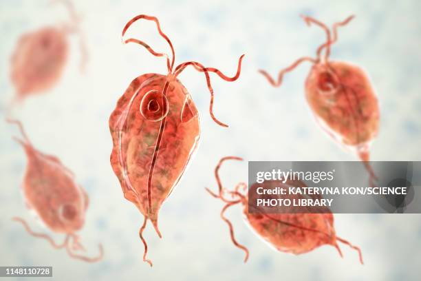 pentatrichomonas intestinal parasite, illustration - digestive system model stock illustrations