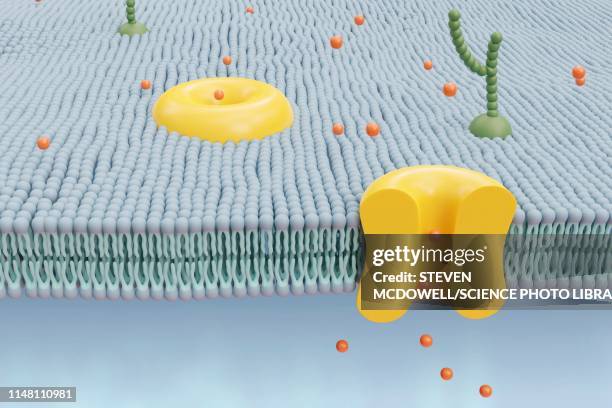 cell membrane, illustration - membrane fotografías e imágenes de stock