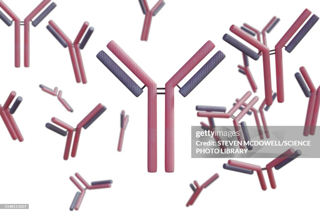 Antibodies, illustration