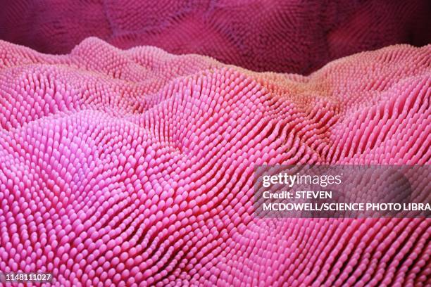 intestinal villi, illustration - intestine stock illustrations