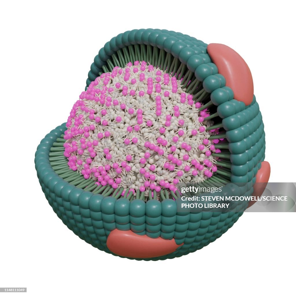 Cholesterol lipoprotein, illustration
