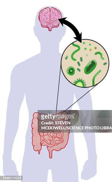 communication between brain and microbiome, illustration - abdomen 幅插畫檔、美工圖案、卡通及圖標
