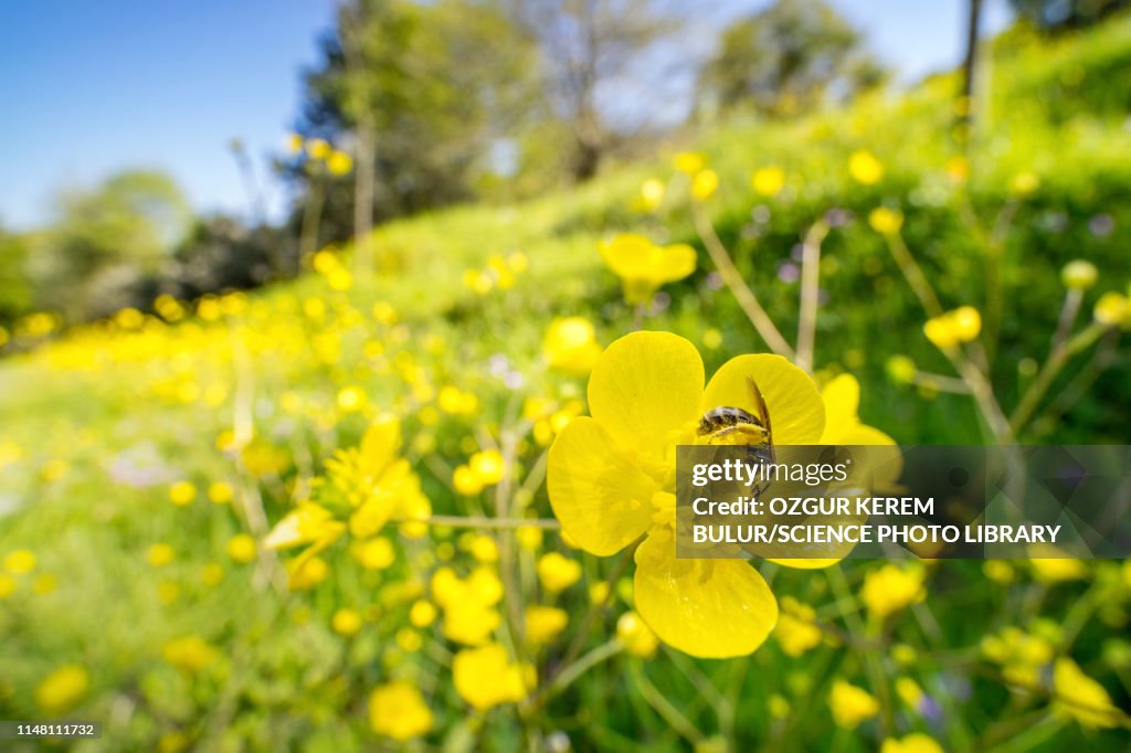 Sweat bee no buttercup flower