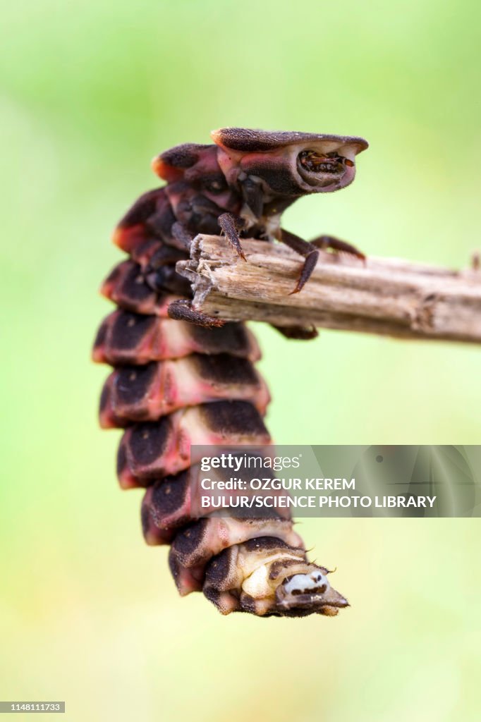 Common glow worm