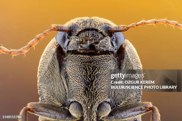 Libango Insect Elateridae Photos and Premium High Res Pictures - Getty Images