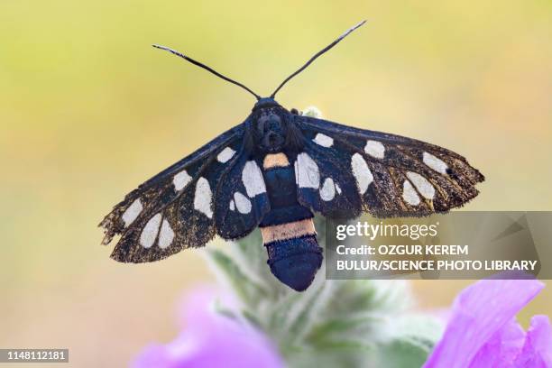 yellow belted burnet moth - amata phegea stock pictures, royalty-free photos & images
