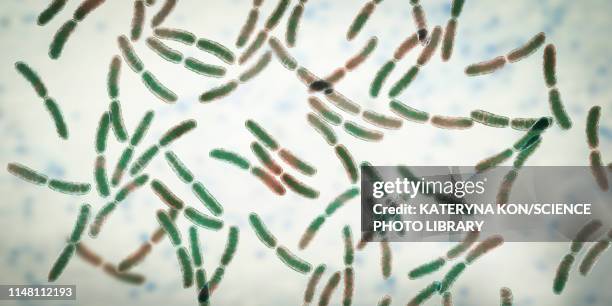 lactobacillus bacteria, illustration - microbiome stock illustrations