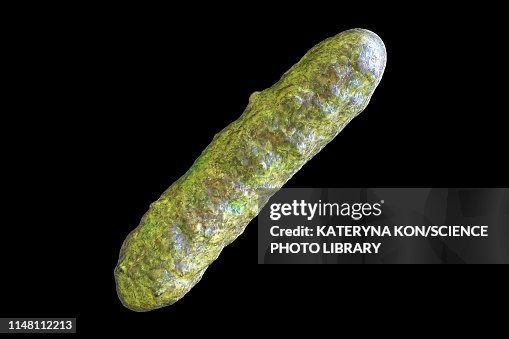 Bacterium, illustration Bacterium, illustration