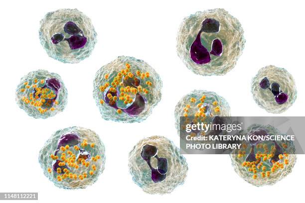 stockillustraties, clipart, cartoons en iconen met gonorrhoeae bacteria inside neutrophils, illustration - neisseria gonorrhoeae