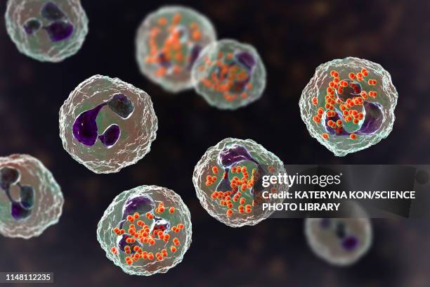 gonorrhoeae bacteria inside neutrophils, illustration - neutrophil stock illustrations