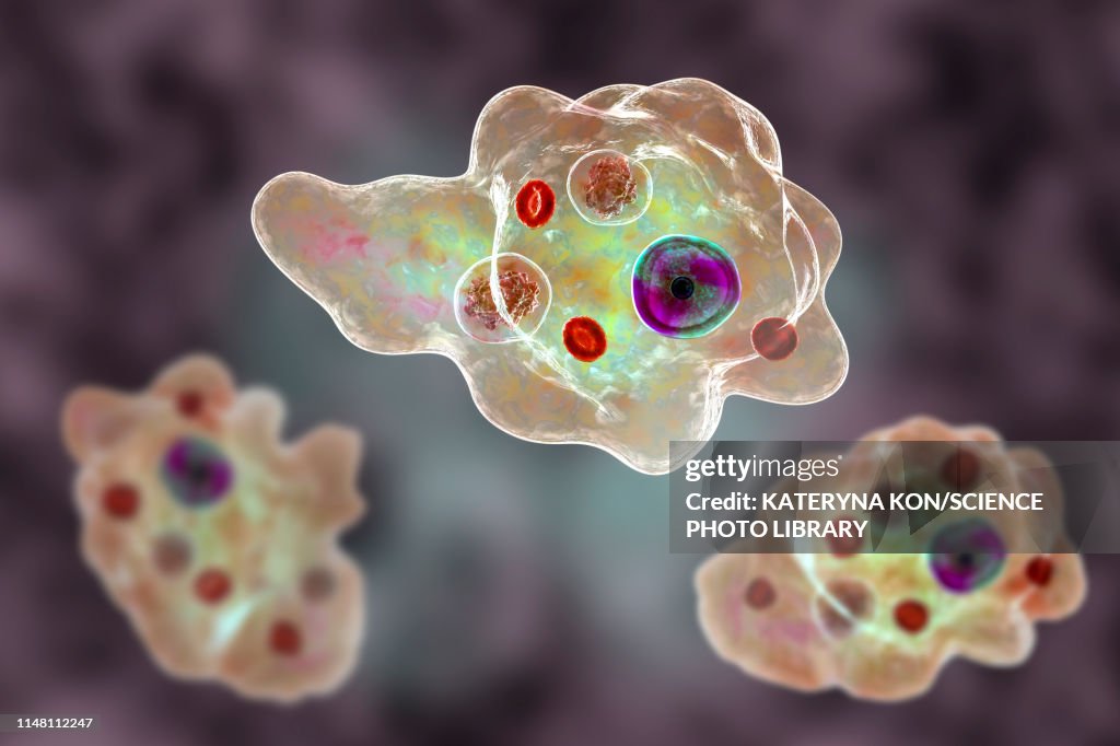 Parasitic amoeba, illustration