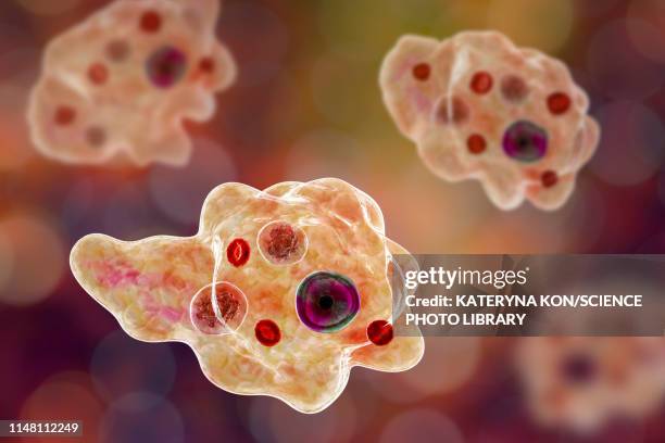 ilustraciones, imágenes clip art, dibujos animados e iconos de stock de parasitic amoeba, illustration - fitoplancton