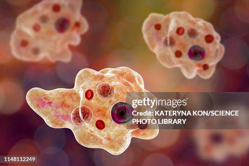 Parasitic amoeba, illustration Parasitic amoeba, illustration