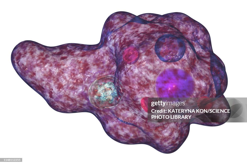 Parasitic amoeba, illustration