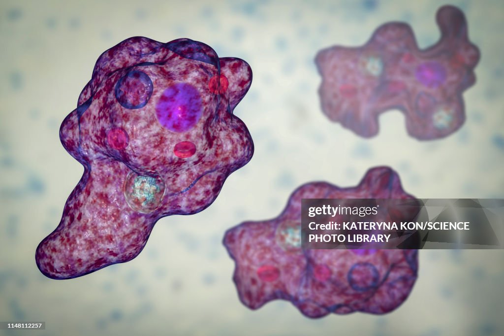 Parasitic amoeba, illustration