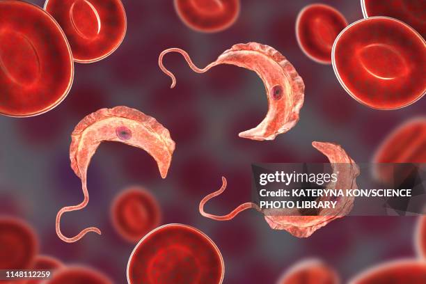 sleeping sickness parasite, illustration - parasitic stock illustrations